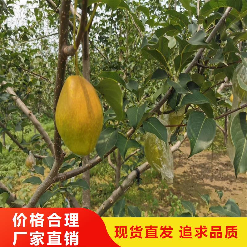 【梨树】无花果苗今日价格