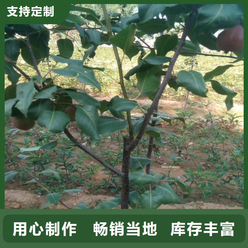 梨树苹果苗质量上乘