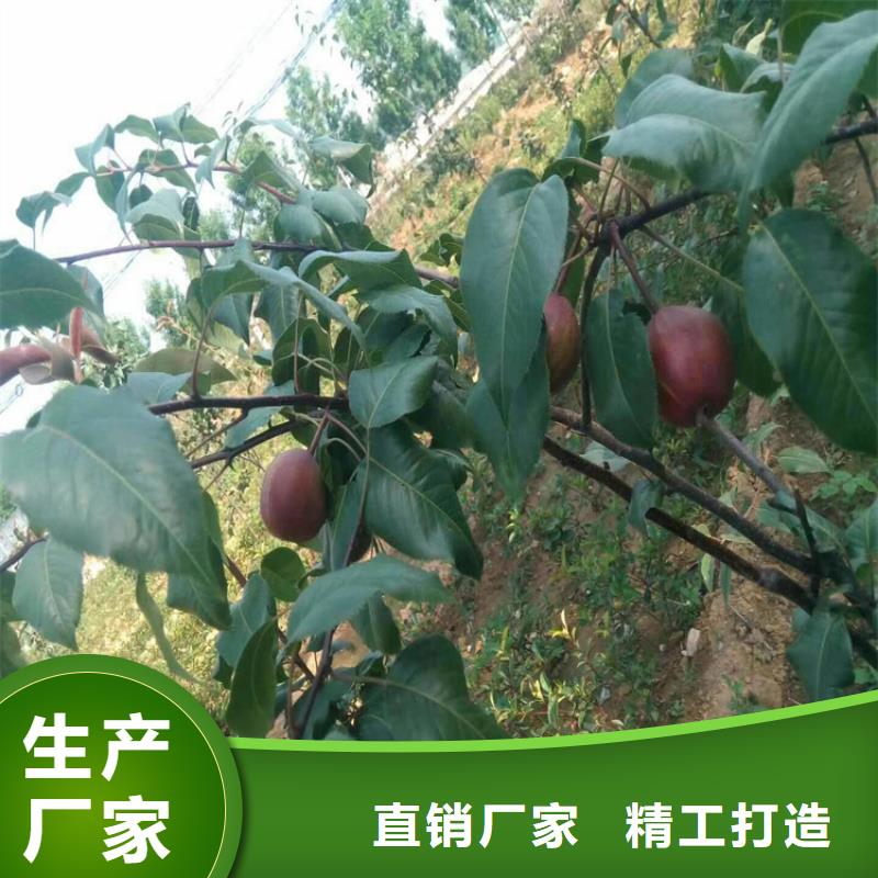 【梨树】无花果苗免费回电