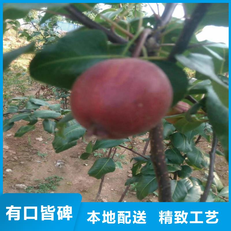 【梨树】无花果苗免费回电