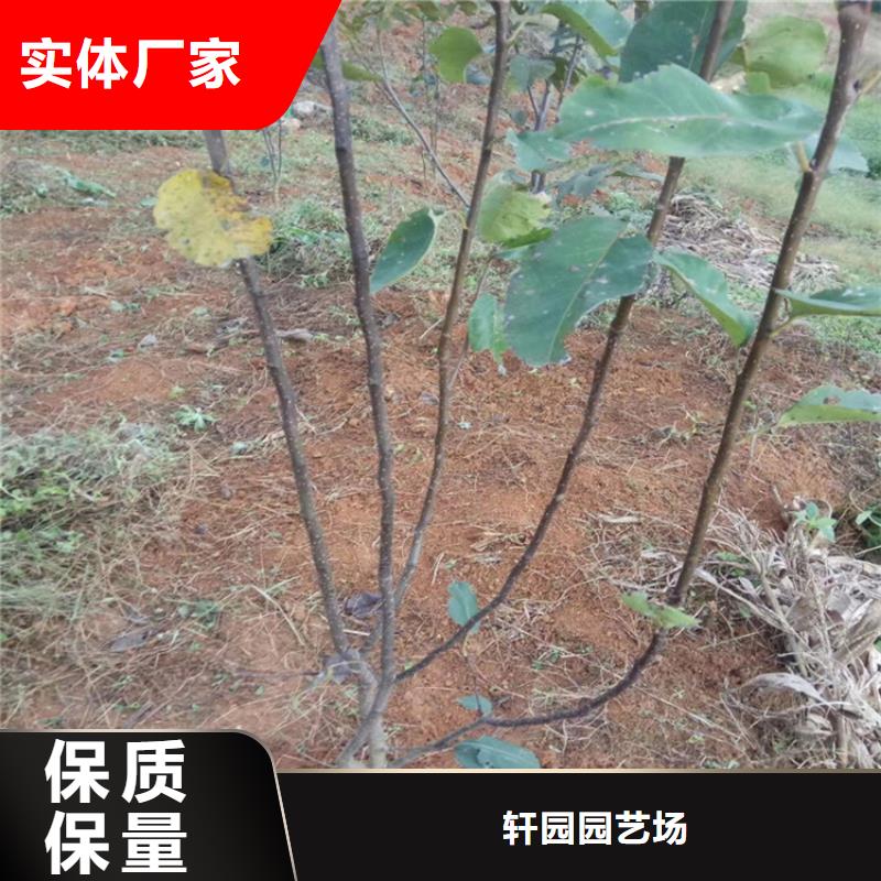 【梨树】无花果苗今日价格