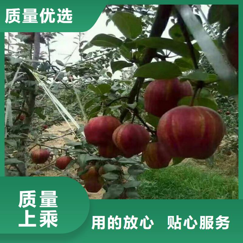 【梨树】无花果苗今日价格