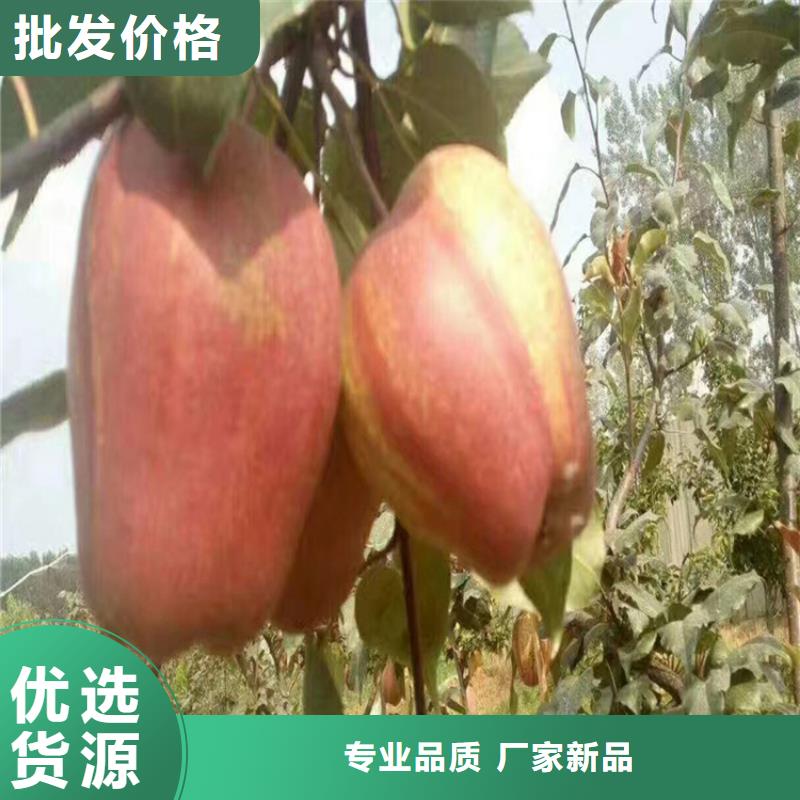 梨树【蓝莓苗】好货有保障