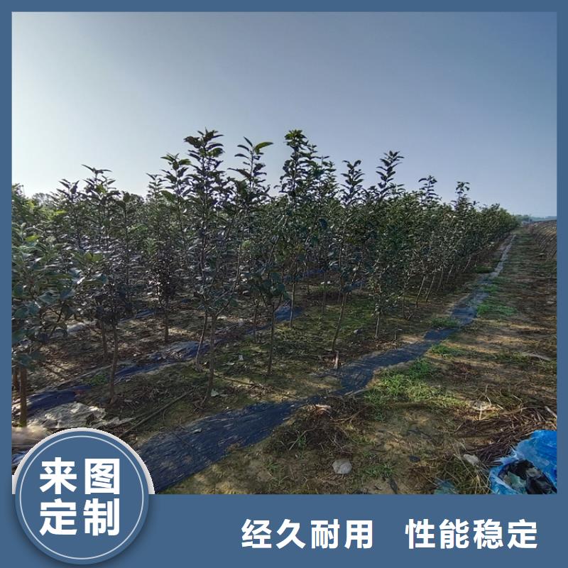 梨树【蓝莓苗】好货有保障