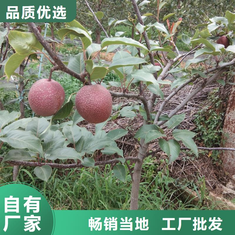 【梨树】无花果苗今日价格