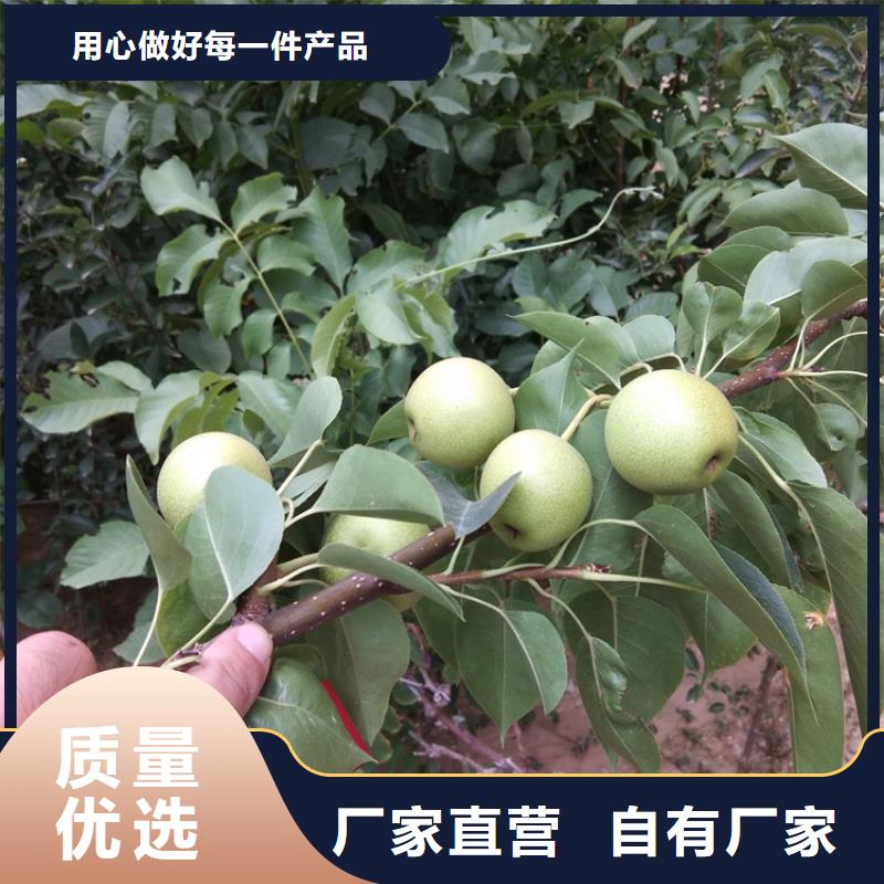 梨树【蓝莓苗】好货有保障