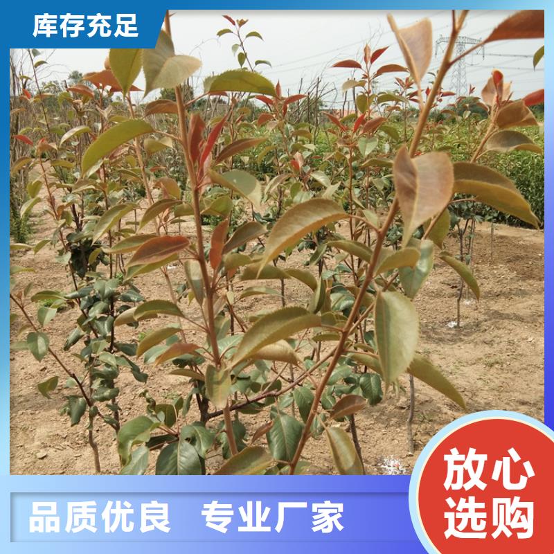 【梨树】无花果苗免费回电