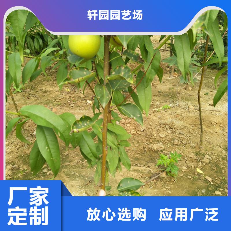 【梨树】无花果苗免费回电