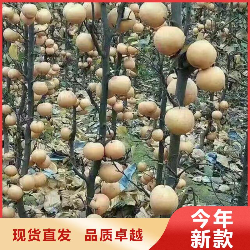 梨树樱桃苗不只是质量好