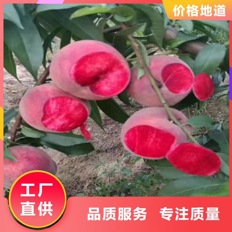 桃苹果苗精心选材