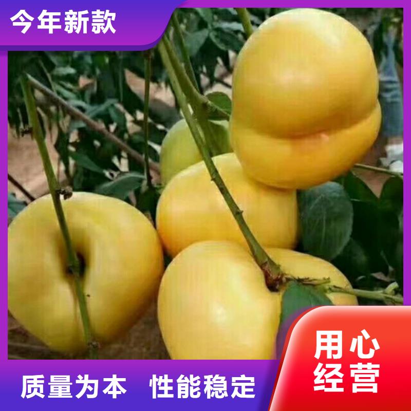 桃-【苹果苗】源头厂家