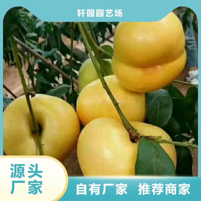 桃苹果苗高质量高信誉