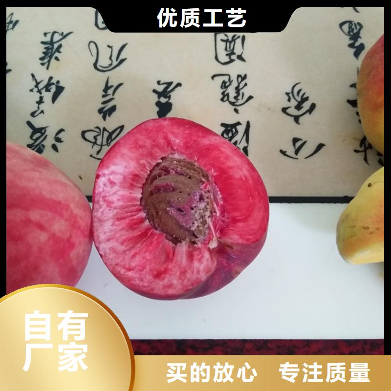 桃板栗苗精选厂家好货