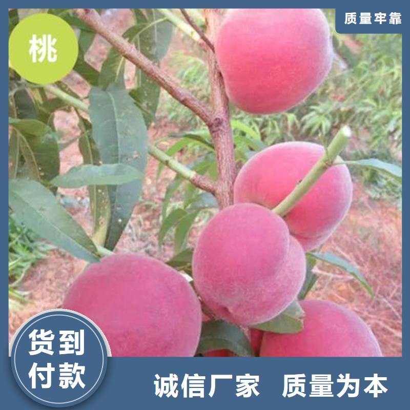 【桃】,樱桃苗自有生产工厂