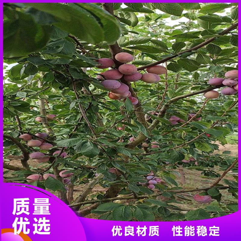 李子花椒苗匠心工艺