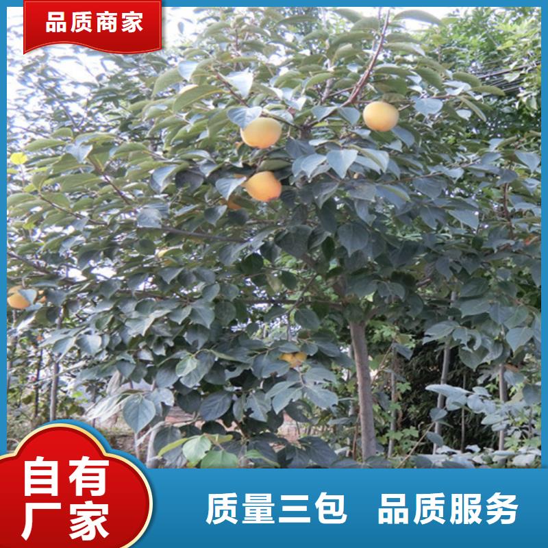 柿子苹果苗多年行业积累