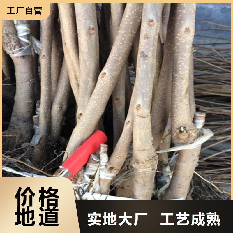 柿子_石榴树大库存无缺货危机