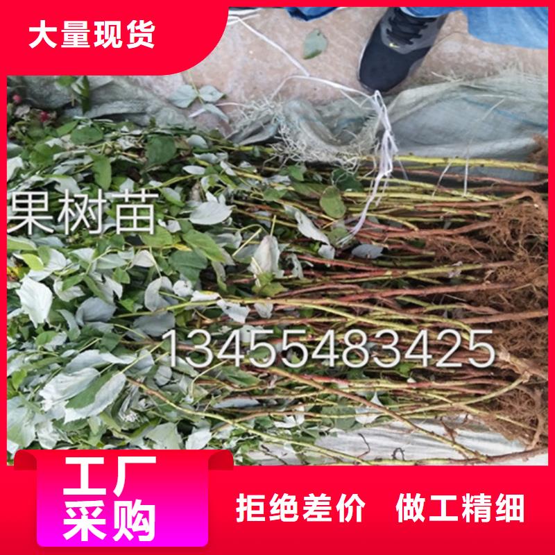 树莓蓝莓苗保障产品质量