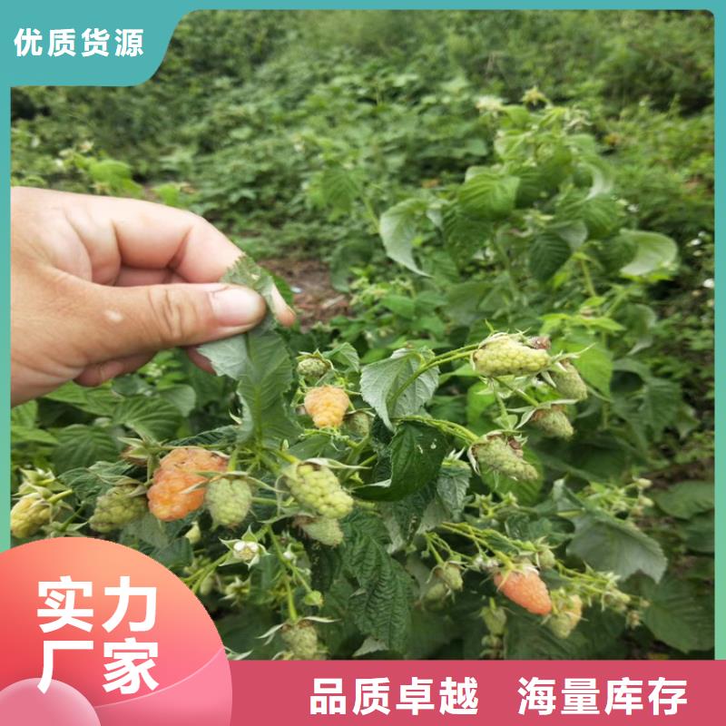 树莓苹果苗产品细节