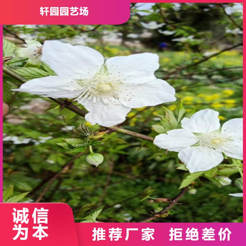 【树莓苹果苗来图加工定制】