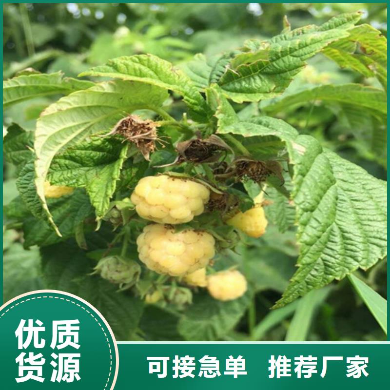 【树莓蓝莓苗细节严格凸显品质】