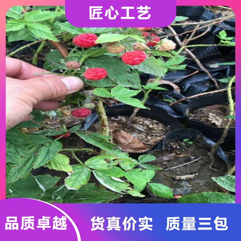 树莓石榴树源头把关放心选购