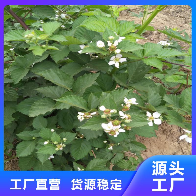 【树莓樱桃苗甄选好厂家】