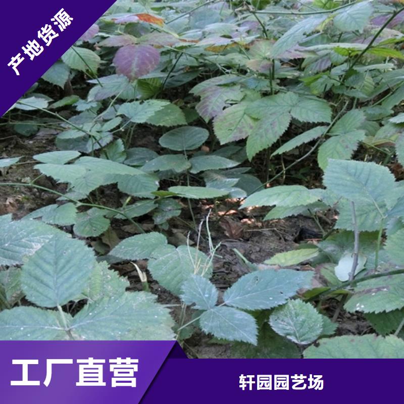 【树莓樱桃苗甄选好厂家】