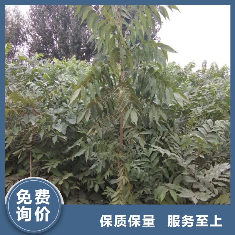 碧根果【苹果苗】大量现货供应