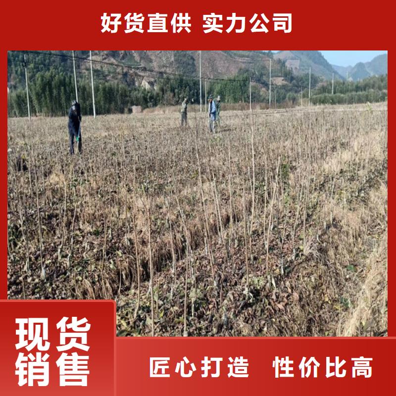 【碧根果】梨树苗专注生产制造多年