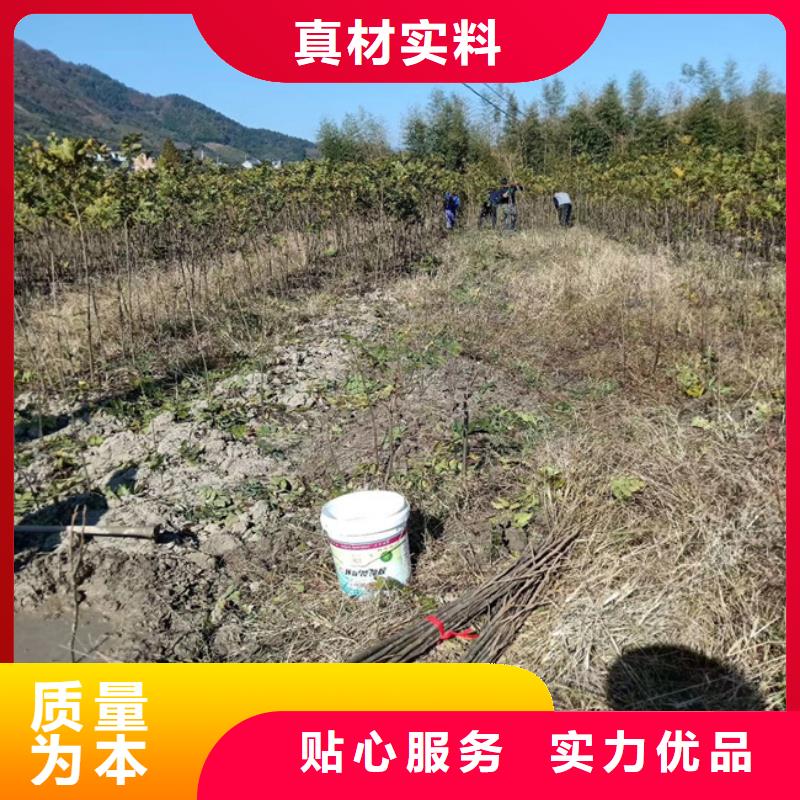 碧根果苹果苗支持货到付清