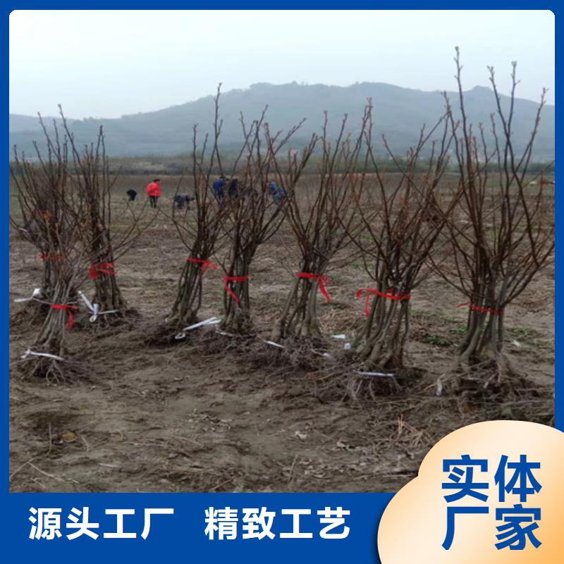 碧根果【苹果苗】大量现货供应