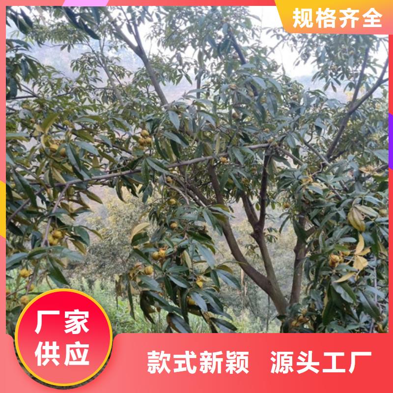 碧根果_【苹果苗】工期短发货快