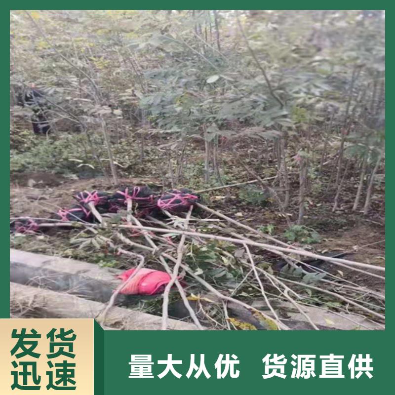 碧根果樱桃苗厂家直销售后完善