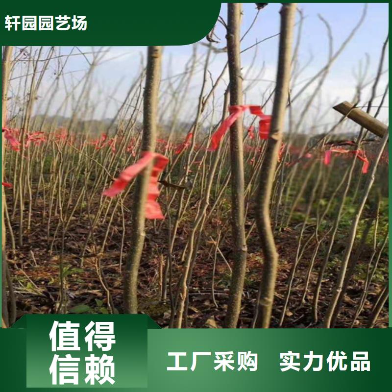 碧根果红石榴苗基地信誉有保证