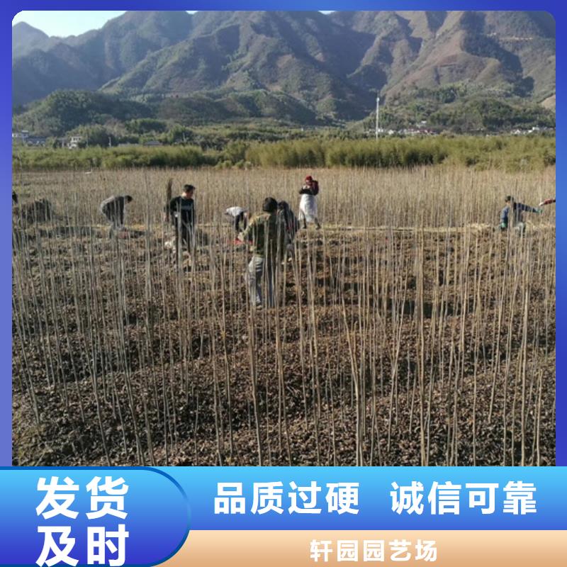 碧根果红石榴苗基地一站式采购商