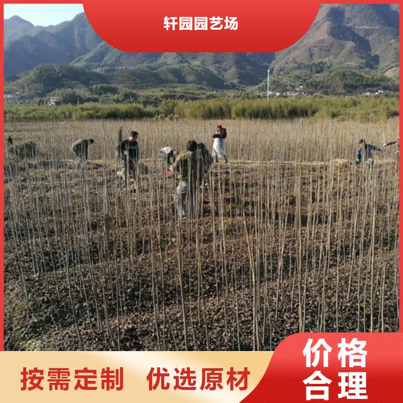 碧根果【苹果苗】大量现货供应