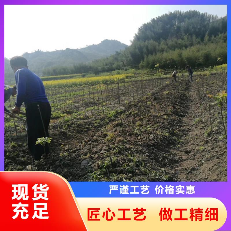 碧根果_【苹果苗】工期短发货快