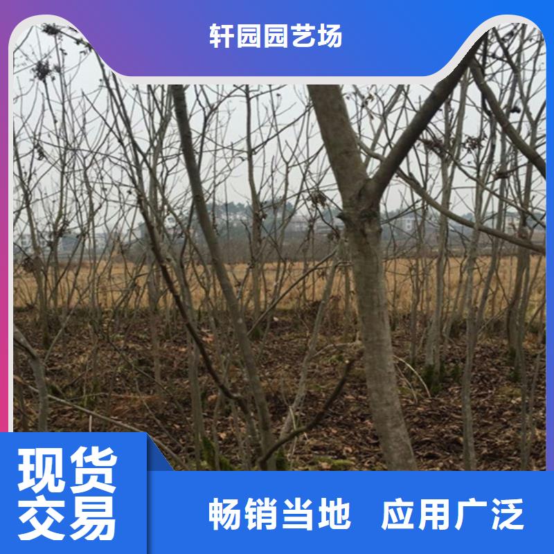 碧根果红石榴苗基地信誉有保证