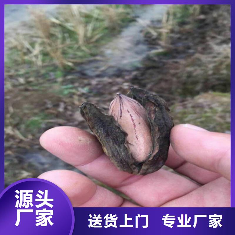 碧根果桃树苗生产安装