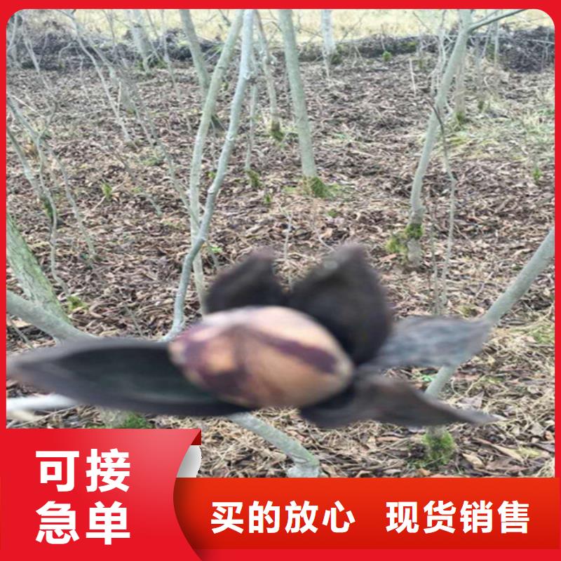 碧根果,板栗苗每个细节都严格把关