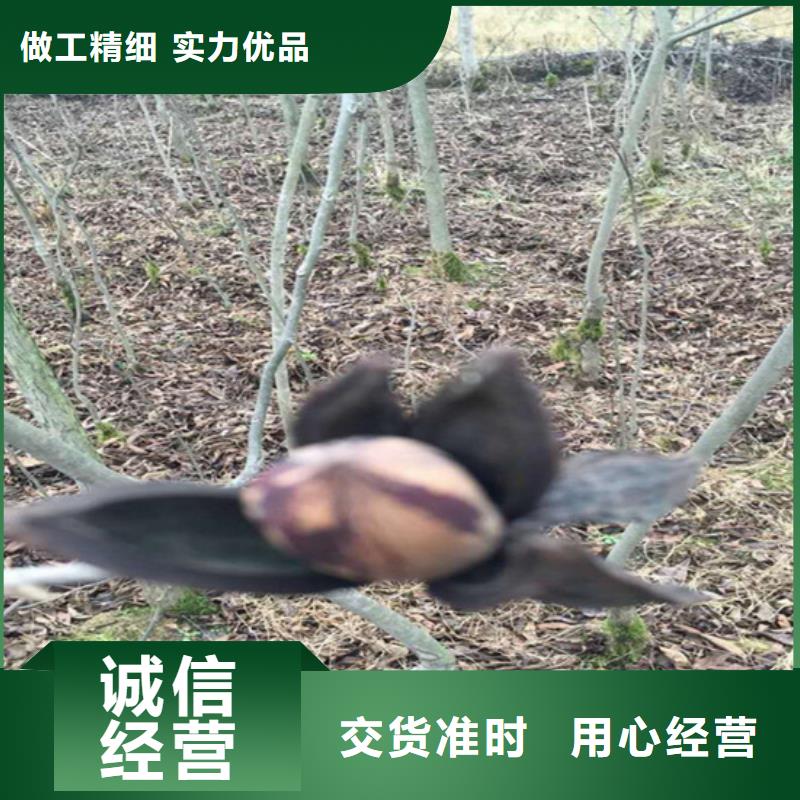 碧根果苹果苗源头厂商