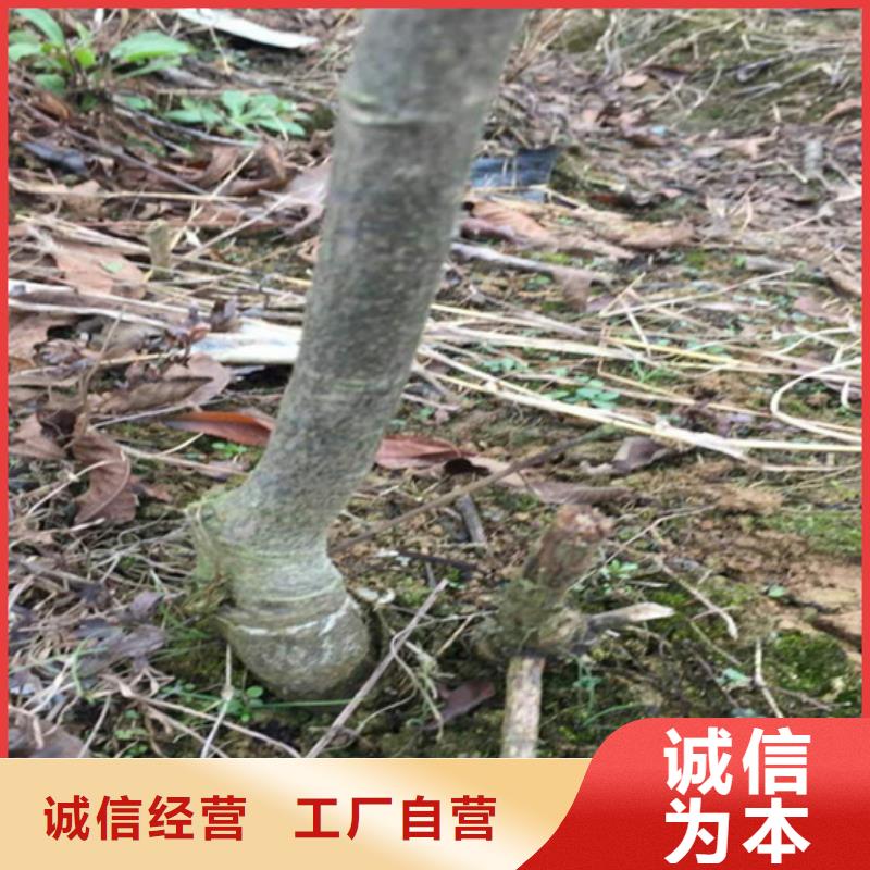 碧根果红石榴苗基地一站式采购商