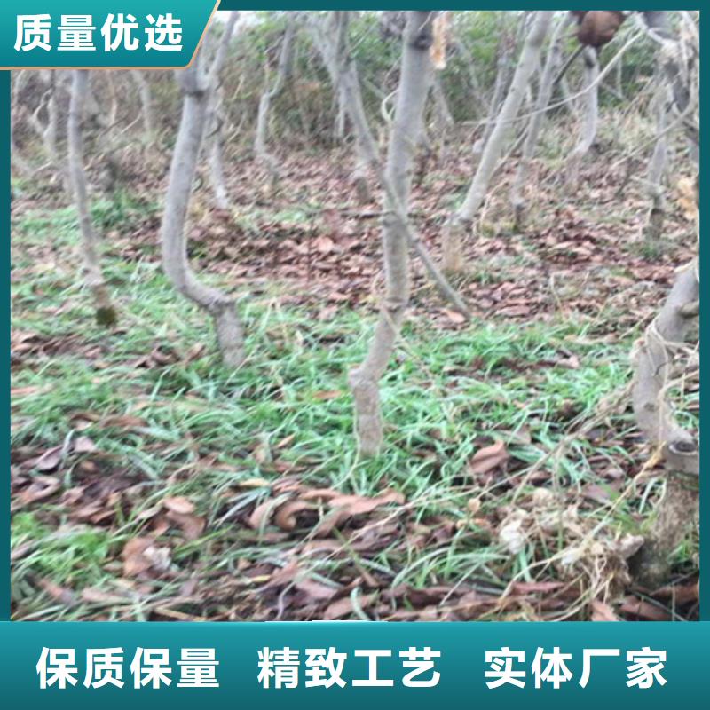 【碧根果】樱桃苗一站式采购商家