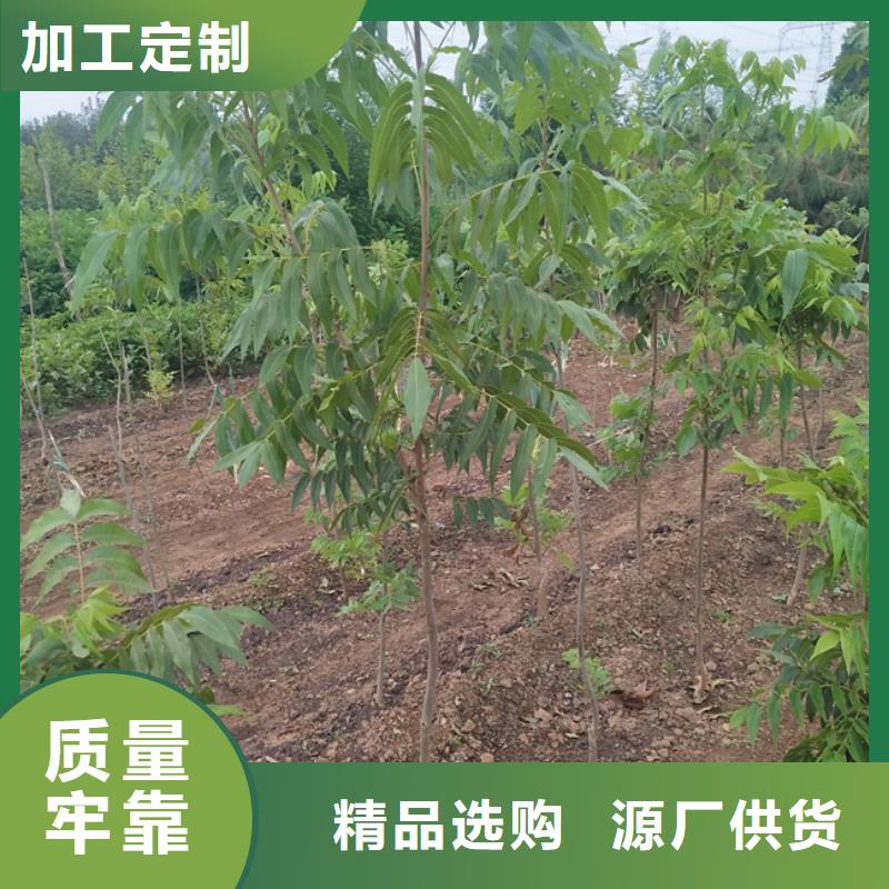 碧根果苹果苗支持货到付清