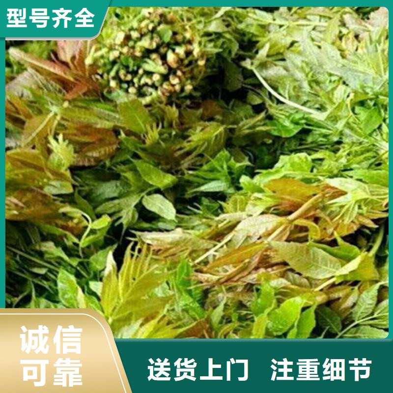 香椿石榴苗每个细节都严格把关