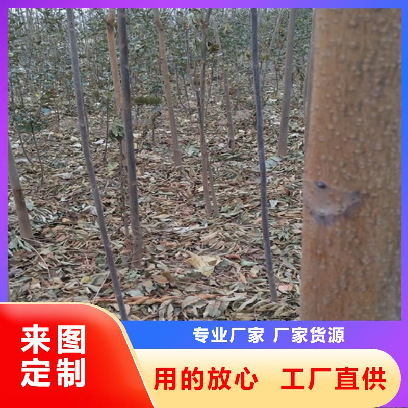 香椿-【苹果苗】工厂批发