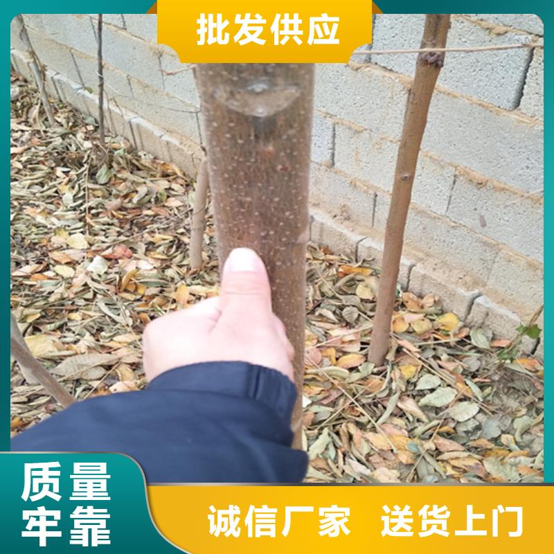 香椿桃树苗免费询价