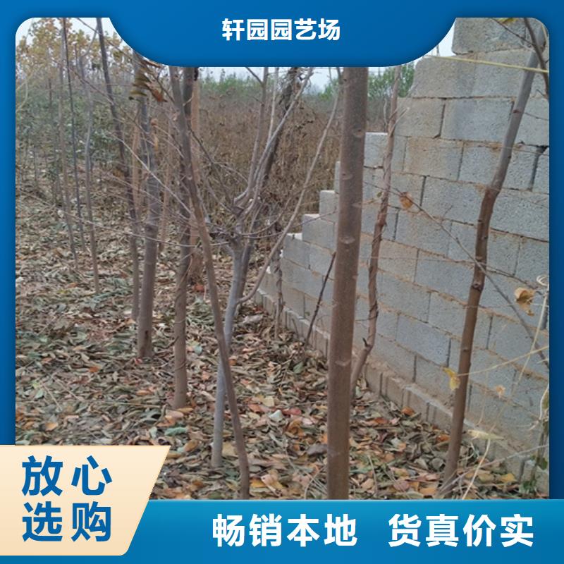 香椿-【苹果苗】工厂批发