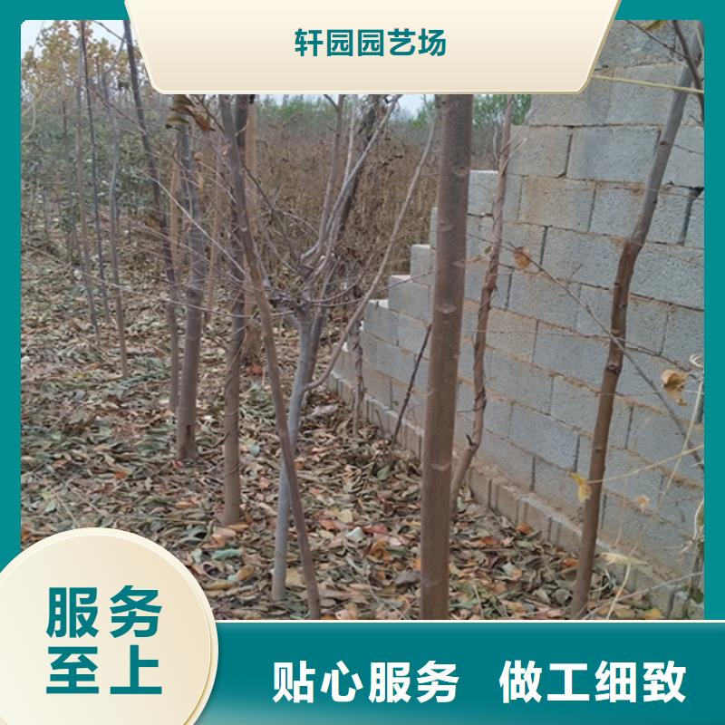 香椿石榴苗每个细节都严格把关